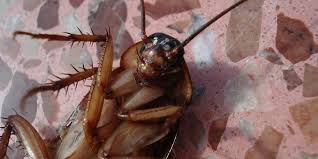 Do it yourself pest control greenville sc obituaries. Pest Management Should You Hire Professionals Croach Pest Control