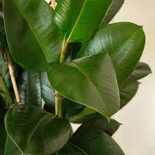 Ficus Elastica Robusta & oya | Interflora | Livraison plantes vertes  d'intérieur