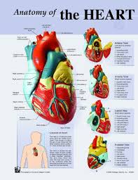 Poster Size Heart Anatomy Chart C7140 Denoyer Geppert
