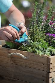 Window Box Veggie Gardening Grow To