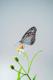 beautiful erflies in nature are
