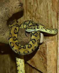 python snake carpet python yellow