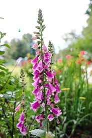 Cottage Garden Plants Tips And Ideas