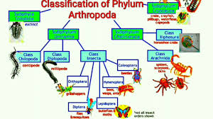 Classification Of Phylum Arthropoda