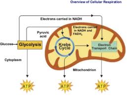 Cellular Respiration Diagram Quizlet