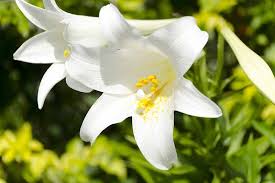 Check spelling or type a new query. 27 Of The Best Lily Varieties Gardener S Path