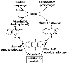 Cycle Of Vitamin K And Its Inhibition By Warfarin Download