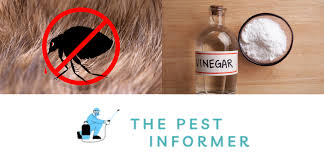 does vinegar kill fleas deter fleas