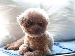 facts about teacup dog breeds