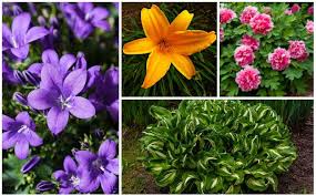 These flowering plants are suitable for cold climate gardens. 15 Perennials That Grow In Zone 4 Garden Lovers Club