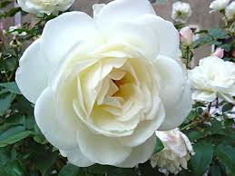 Por qué regalar flores blancas a nuestros seres queridos? | Blog  Floristeria Online Pétalos