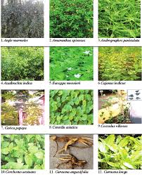 a plants used for protection and