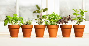 How To Grow Container Herbs Both