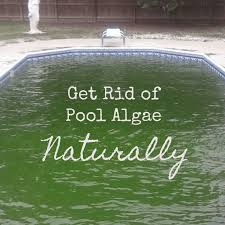 algae in a pool without chemicals