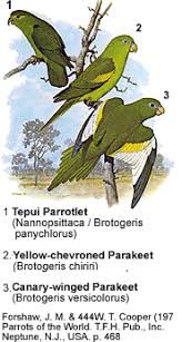 White Winged Or Canary Winged Parakeets Beauty Of Birds