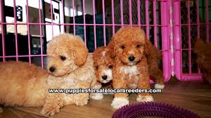 apricot toy poodle puppies for