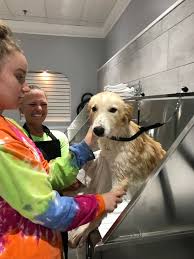 Dog grooming station traverse city rd burpengary 20. Self Serve Self Washing Dog Wash Station In Jacksonville At Scratch And Sniff Pet Supplies