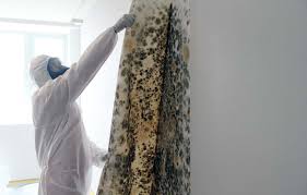 mold reation how to get rid of