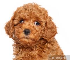 poster toy poodle puppy over white