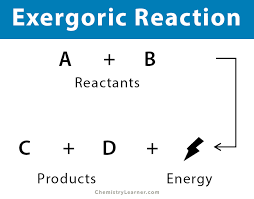 Exergonic Reaction Definition