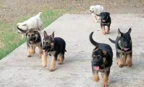 Find akc german shepherd puppies in florida at shepherd's meadow. View Ad German Shepherd Dog Litter Of Puppies For Sale Near Texas Uvalde Usa Adn 44177
