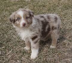 Looking for australian shepherd for sale in montana? Puppies Mountain Wrangler Aussies Australian Shepherd Puppies For Sale