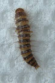 carpet beetle larva bugguide net