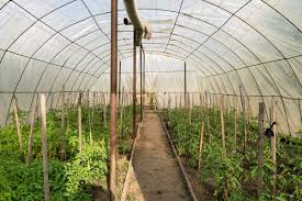 unheated greenhouse