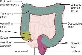 The Small And Large Intestines Anatomy And Physiology Ii