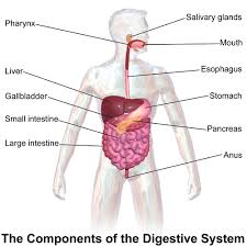 Human Digestive System Chart