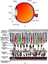 Anatomy of the adult human eye and retinal layers. 10 (a) Sagittal ...