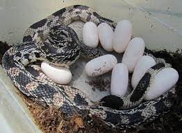 Why Do Some Snakes Lay Eggs While Others Give Live Birth?, 59% OFF