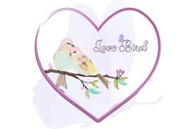 beautiful love bird valentines s