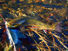 48 brook trout wallpaper
