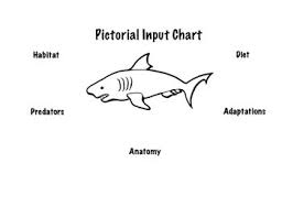 Shark Pictorial Input Chart By 1st Of All Teachers Pay