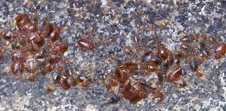 Bed bugs' biggest impact may be on mental health after an infestation of these bloodsucking parasites