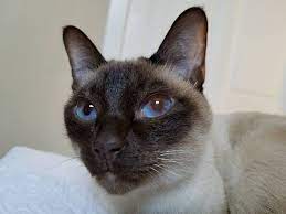 All available kitties for sale kitties for adoption retired breeding cats breeding cats. Sacred Siamese Cattery Home Facebook