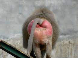 Baboon anus
