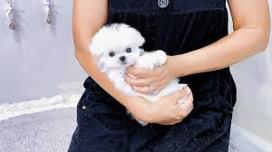 teacup maltese puppy connie you