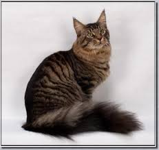 Buy and sell maine coons kittens & cats uk with freeads classifieds. Pin On Beautiful Mainecoons
