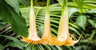 the effects of angel s trumpet