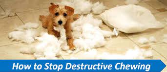 how to stop dogs from chewing their bed