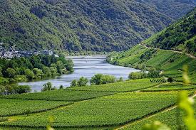 Mosel river with cochem castle, germany. Mosel River Vineyards Wine Vines The Moselle Valley Germany Water View River Landscape Summer Pikist