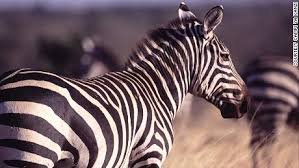 But what exactly is it about a. Why Do Zebras Have Stripes Cnn Video