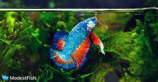 You can keep your betta happy by putting in aquatic plants and fish tank decorations that will give him lots of hiding places; Beginners Guide How To Set Up A Betta Fish Tank Infographic Included