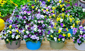 Types Of Spring Flowers The Home Depot