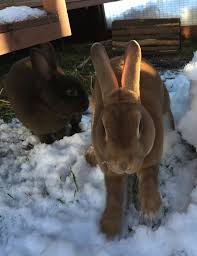 Outdoor Rabbits In Cold Weather