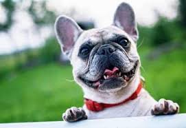 Most french bulldogs enjoy the company of people. Can A French Bulldog Swim Pets Kb
