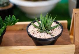 Image result for free aloe in pot stock photos