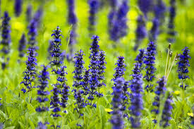 ajuga plant guide how to plant and